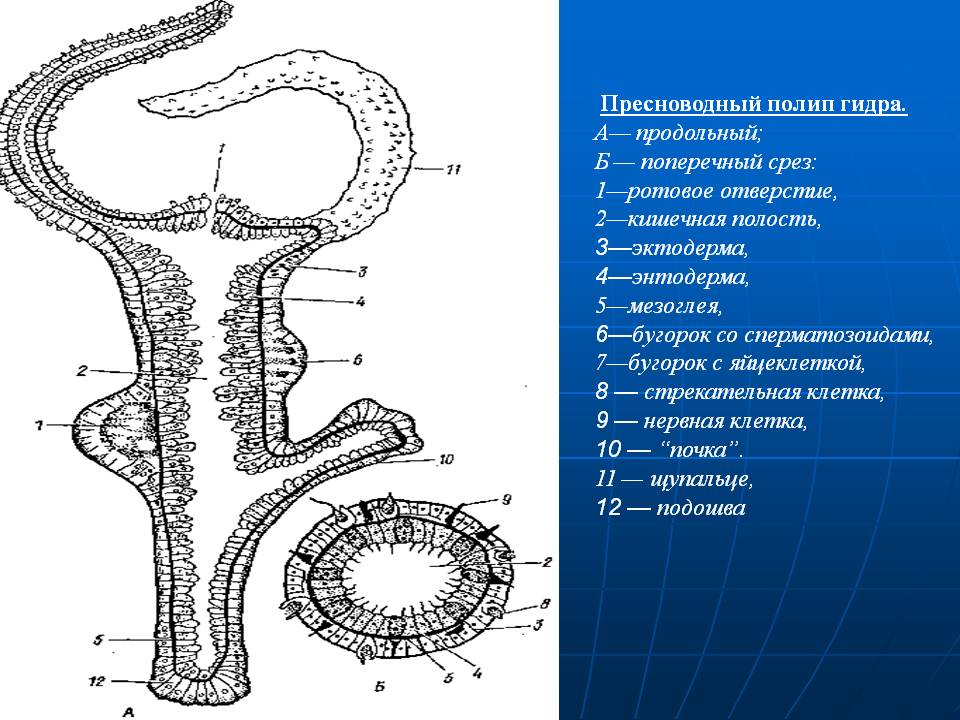 Kraken это что такое